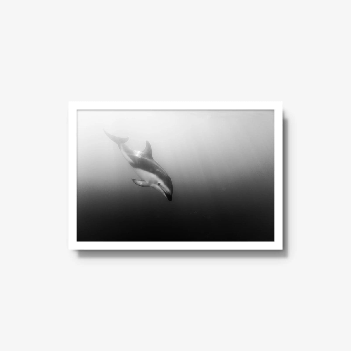 Dusky — medium / white / full