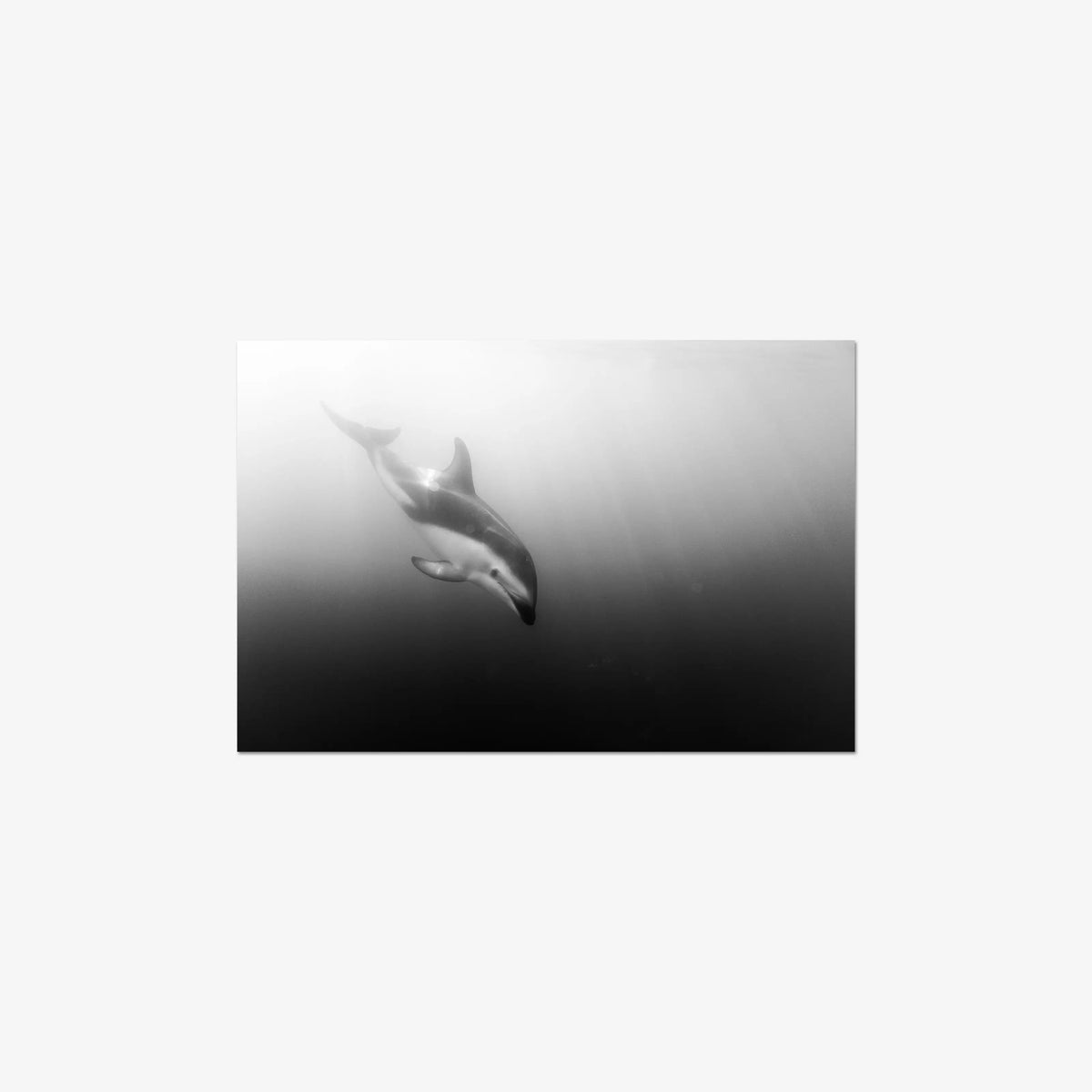 Dusky — medium / print / n/a