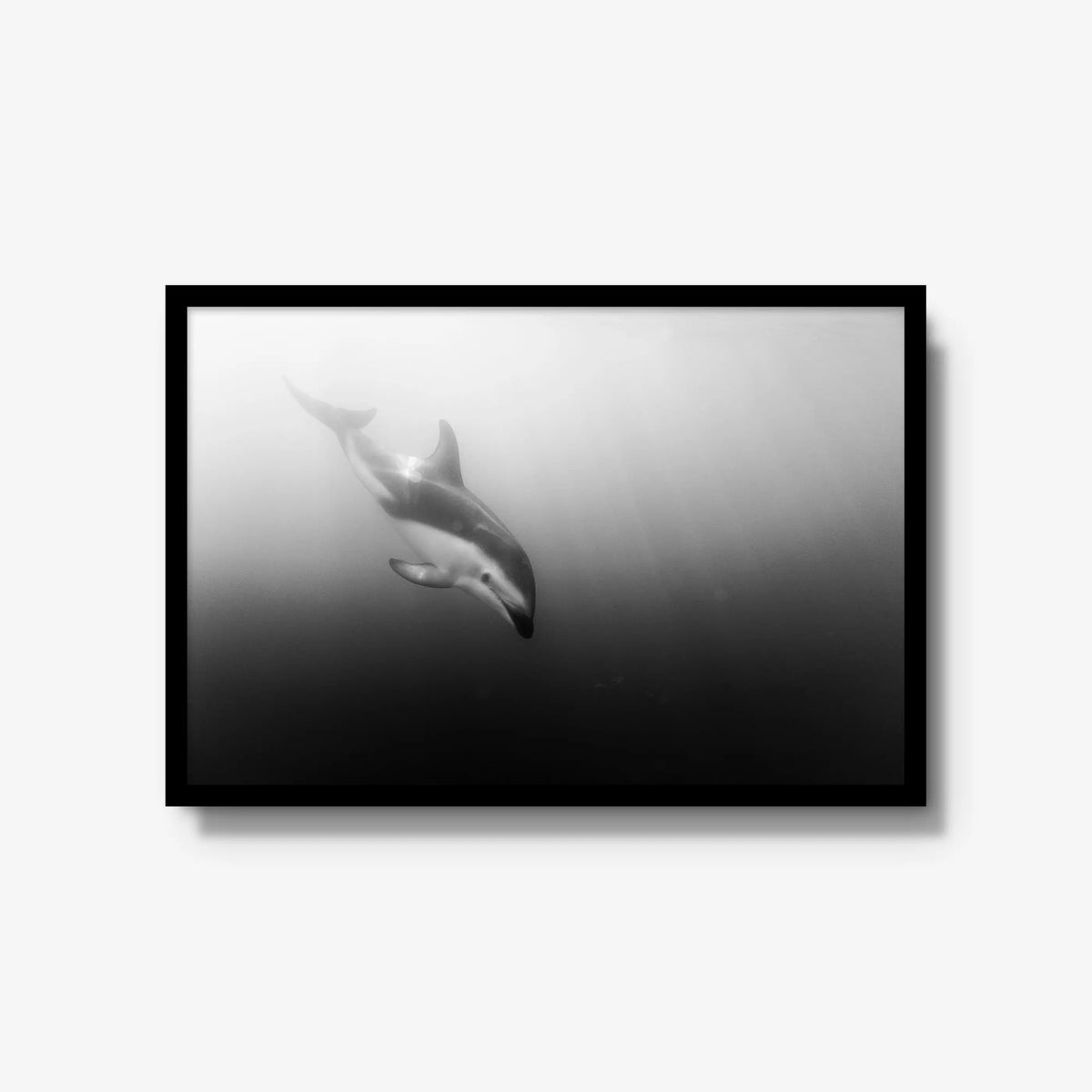 Dusky — large / black / full