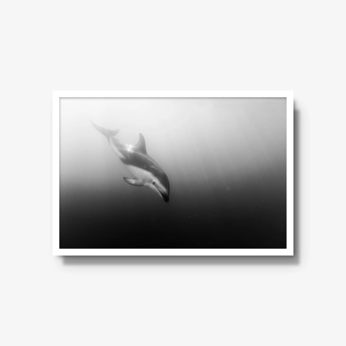 Dusky — large / white / full