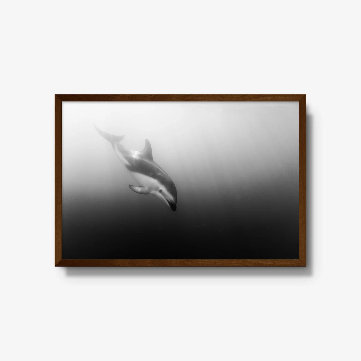 Dusky — large / brown / full