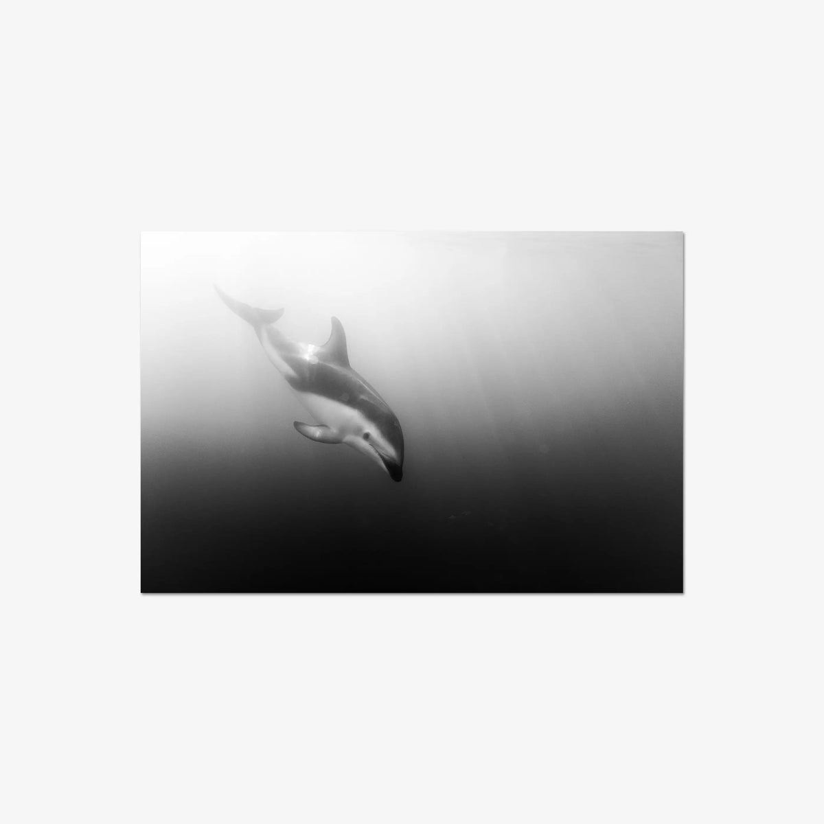 Dusky — large / print / n/a