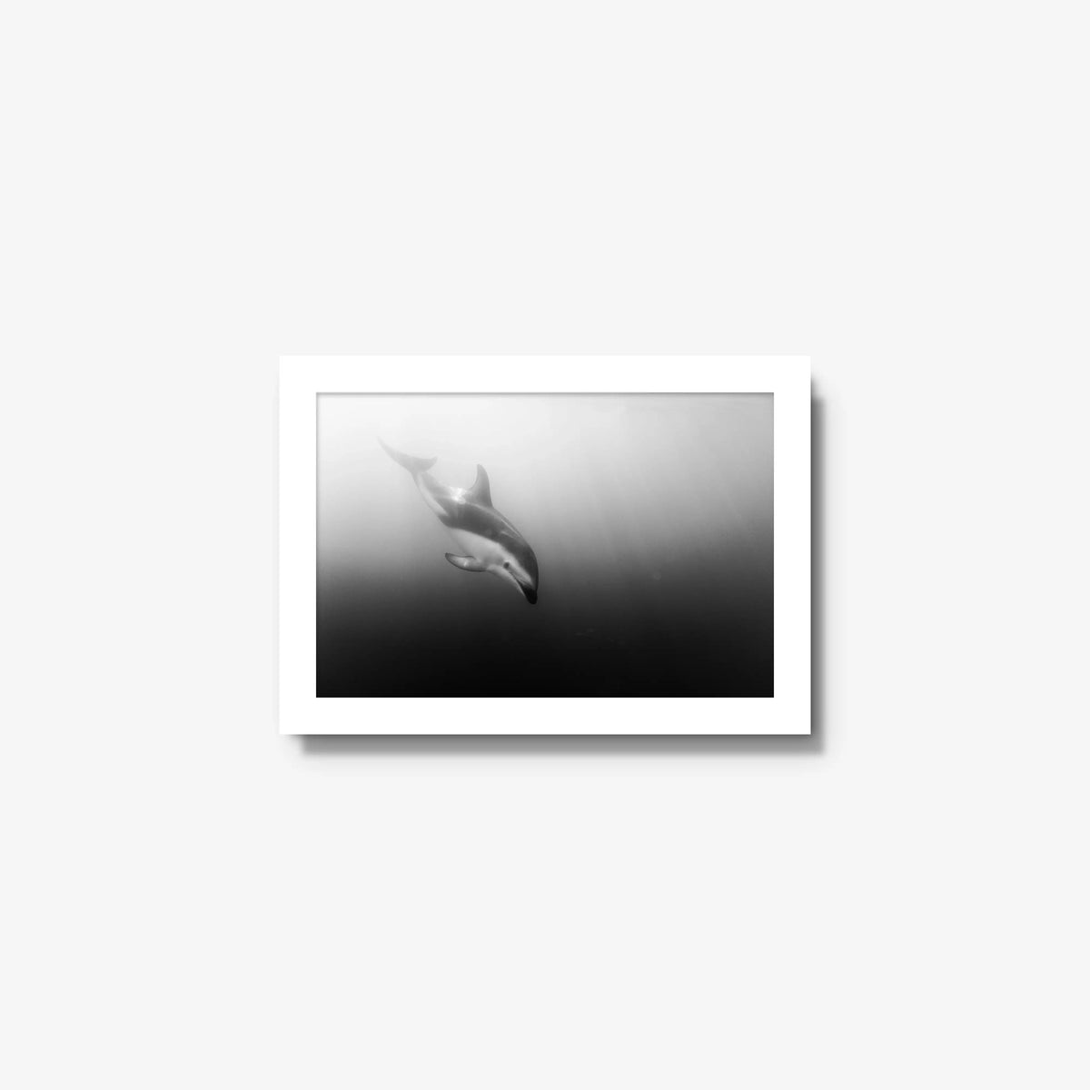 Dusky — mini / white / full