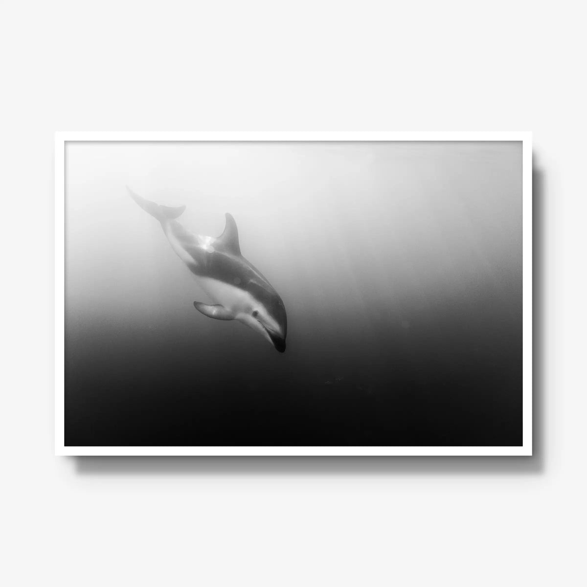 Dusky — gallery / white / full