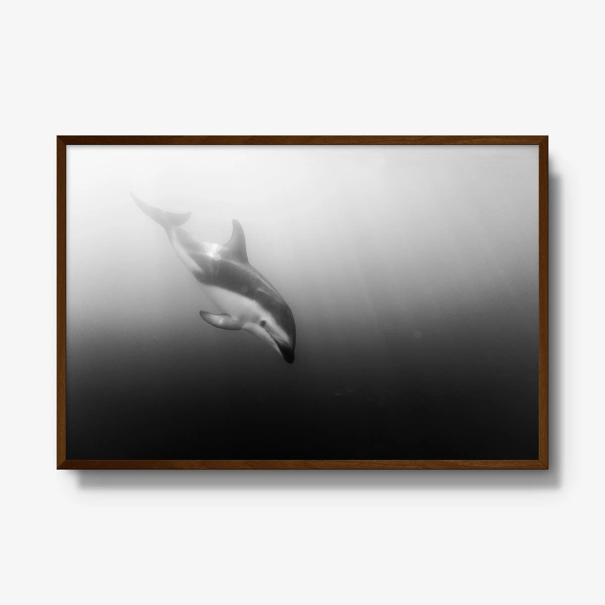 Dusky — gallery / brown / full