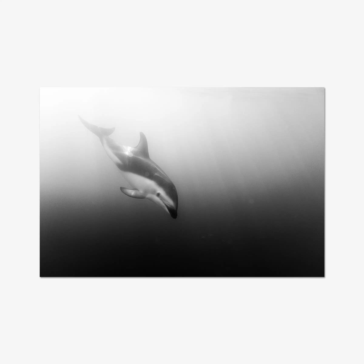 Dusky — gallery / print / n/a