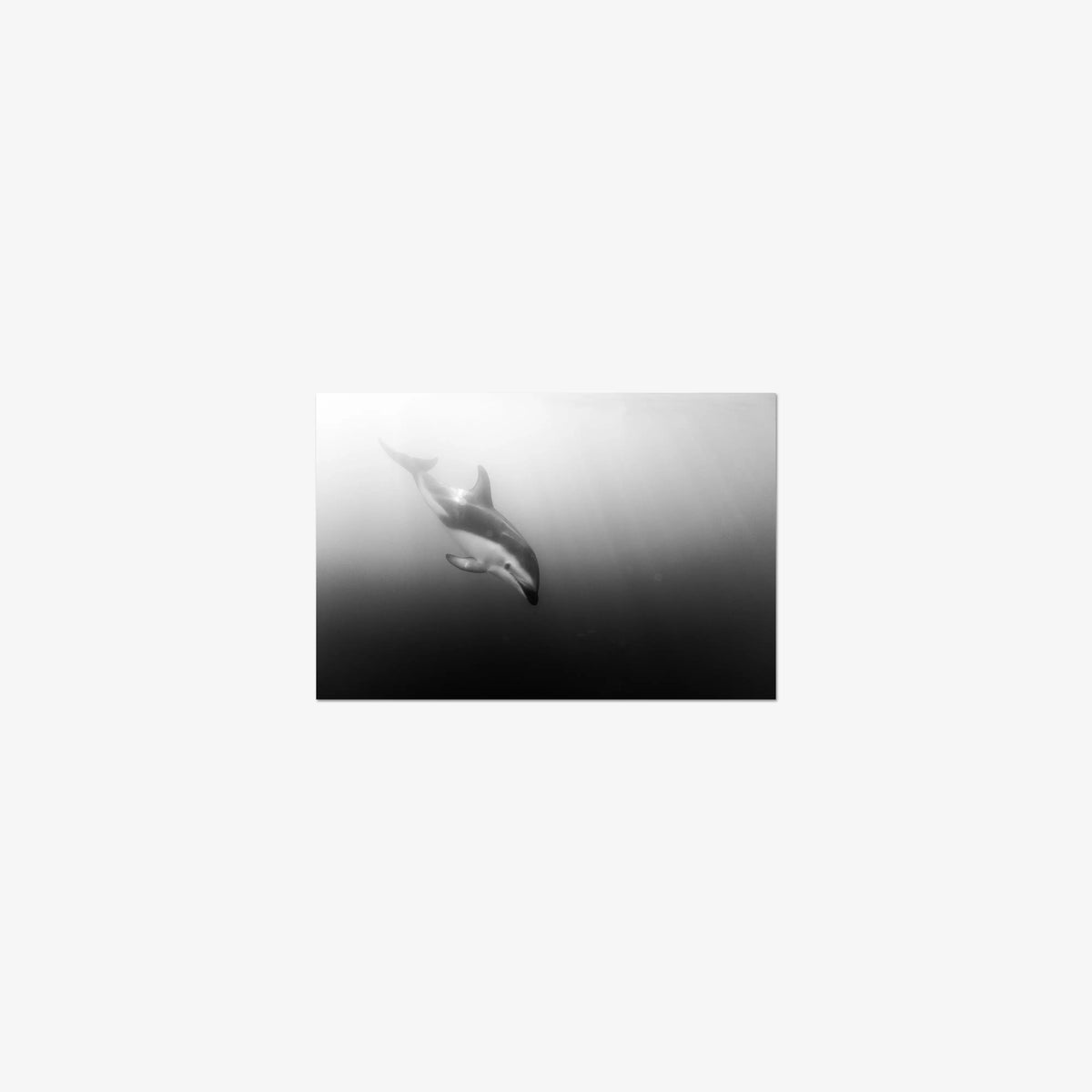 Dusky — mini / print / n/a
