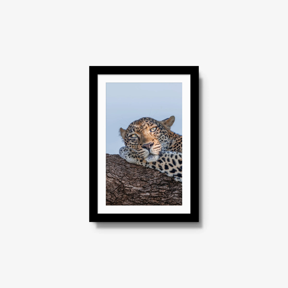 Dzindza — small / black / mat