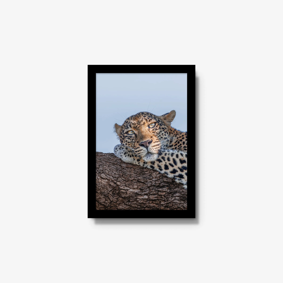 Dzindza — small / black / full