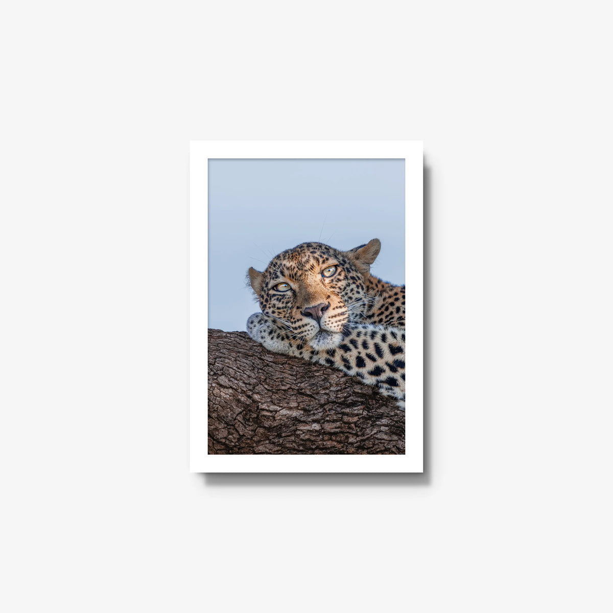 Dzindza — small / white / full