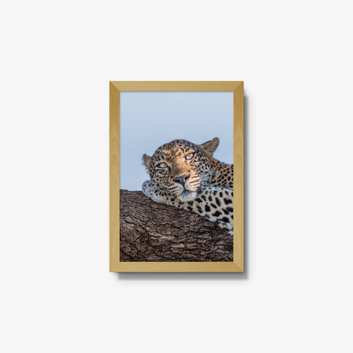 Dzindza — small / natural / full