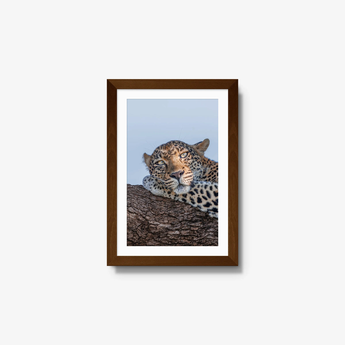 Dzindza — small / brown / mat