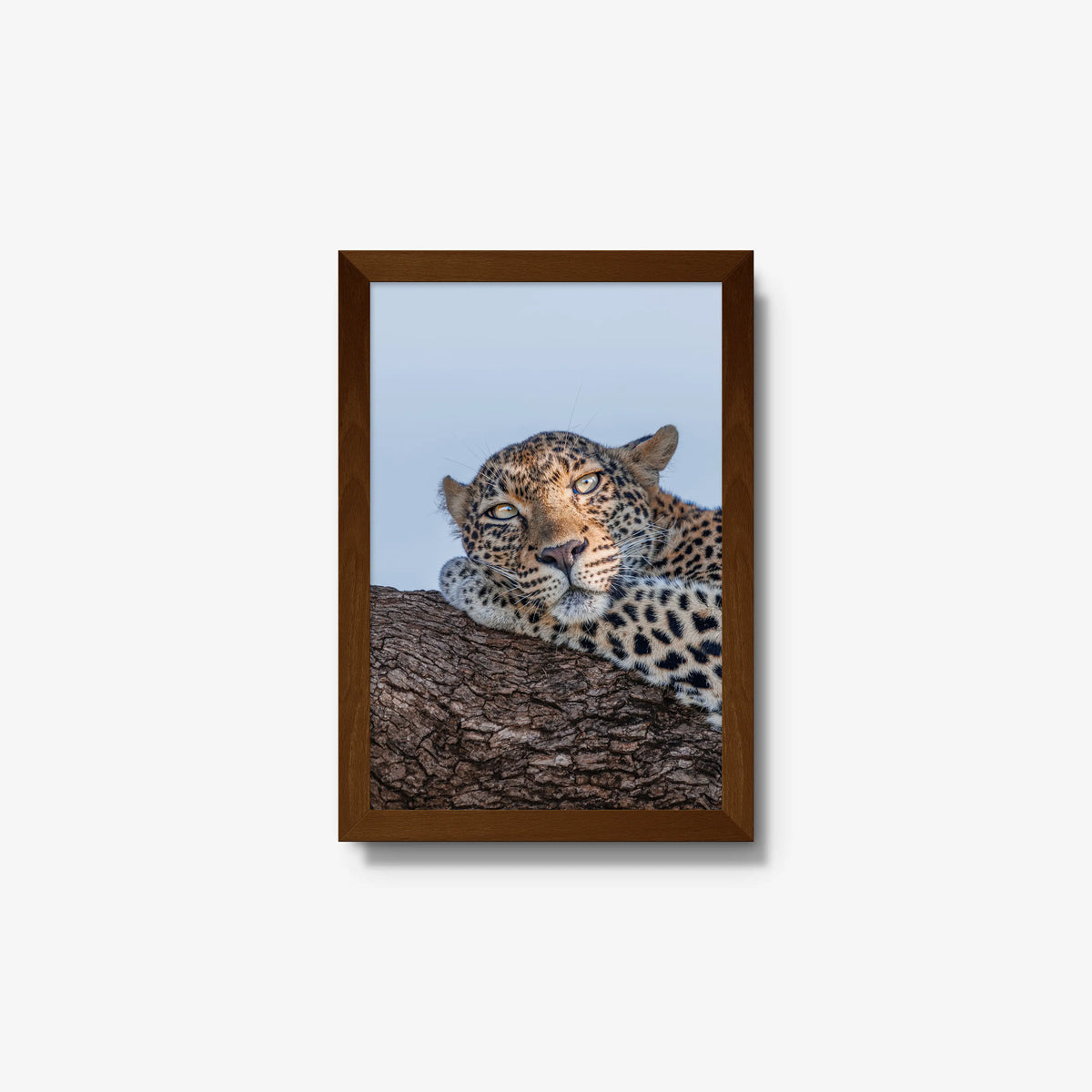 Dzindza — small / brown / full
