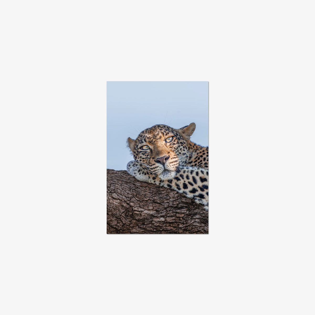 Dzindza — small / print / n/a
