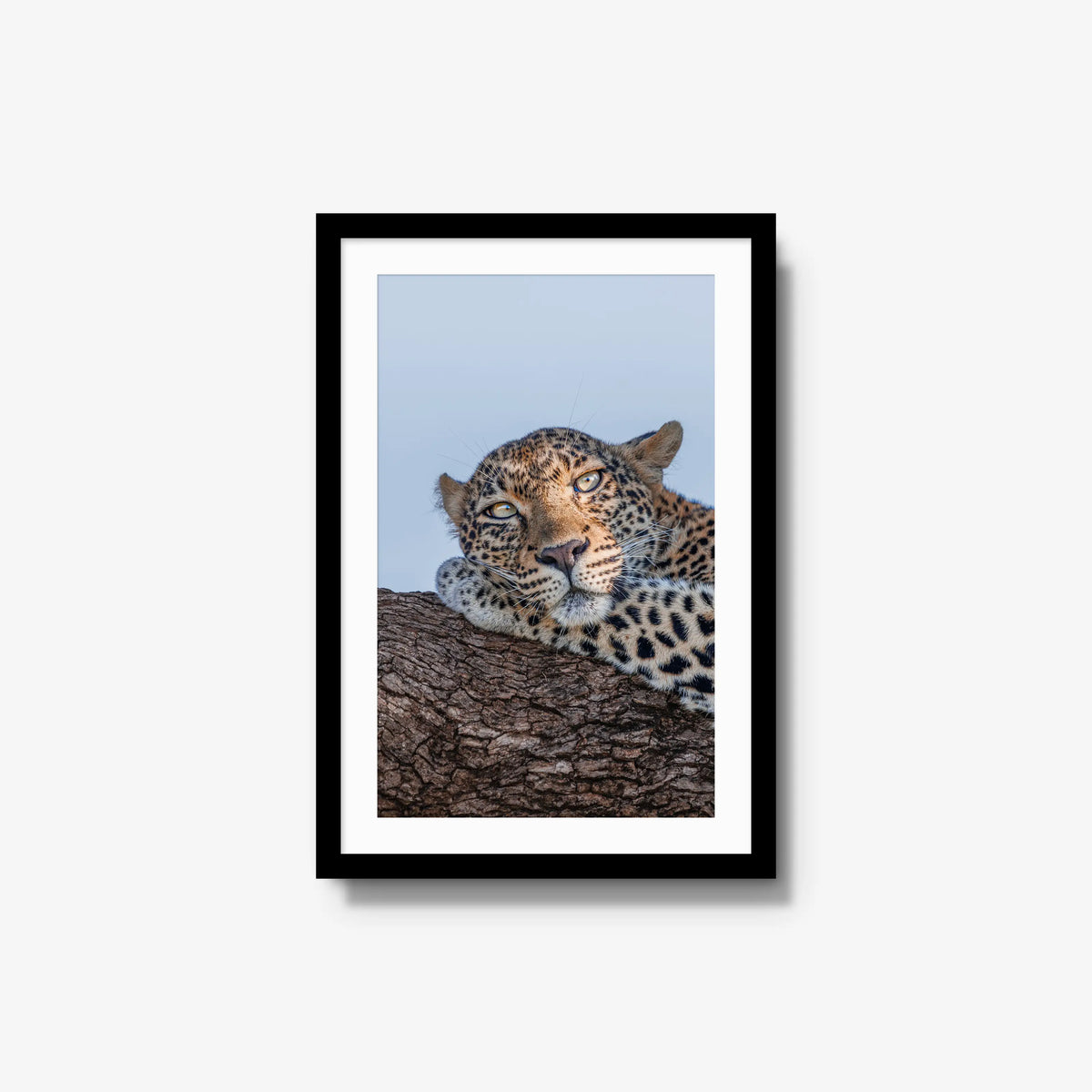 Dzindza — medium / black / mat