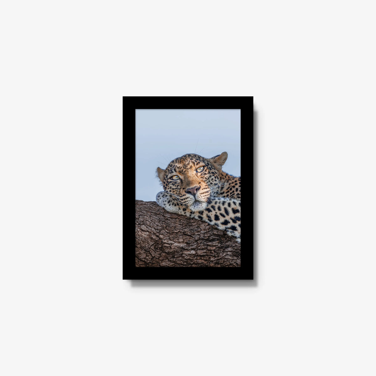 Dzindza — mini / black / full