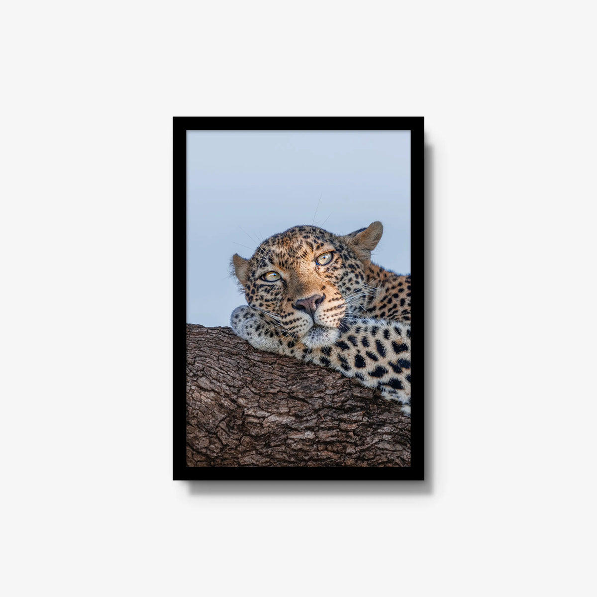 Dzindza — medium / black / full