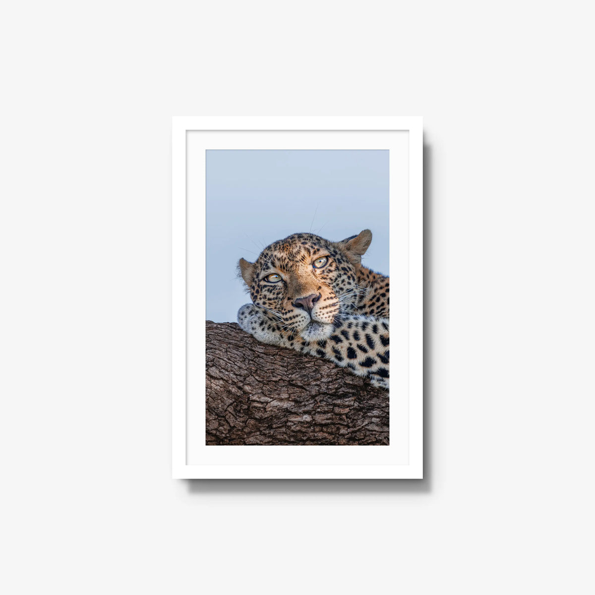 Dzindza — medium / white / mat