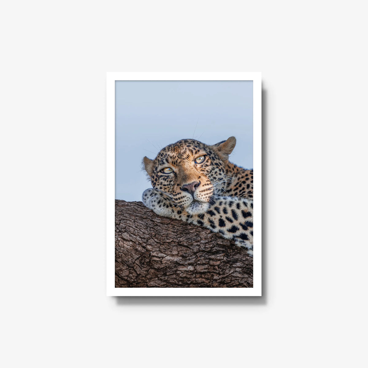 Dzindza — medium / white / full