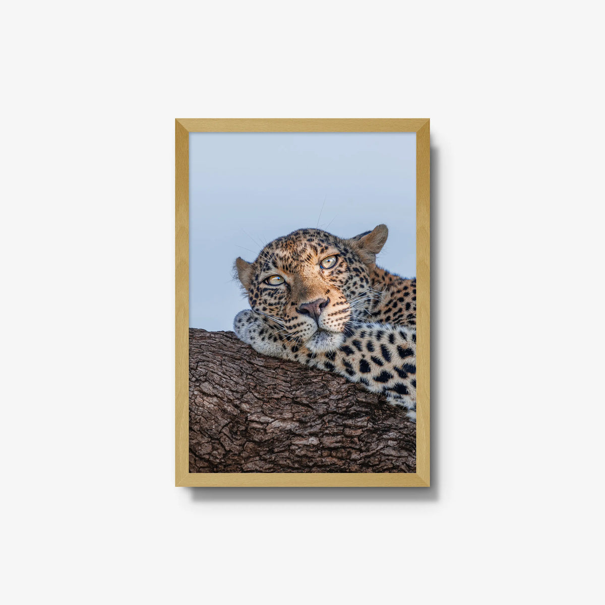 Dzindza — medium / natural / full