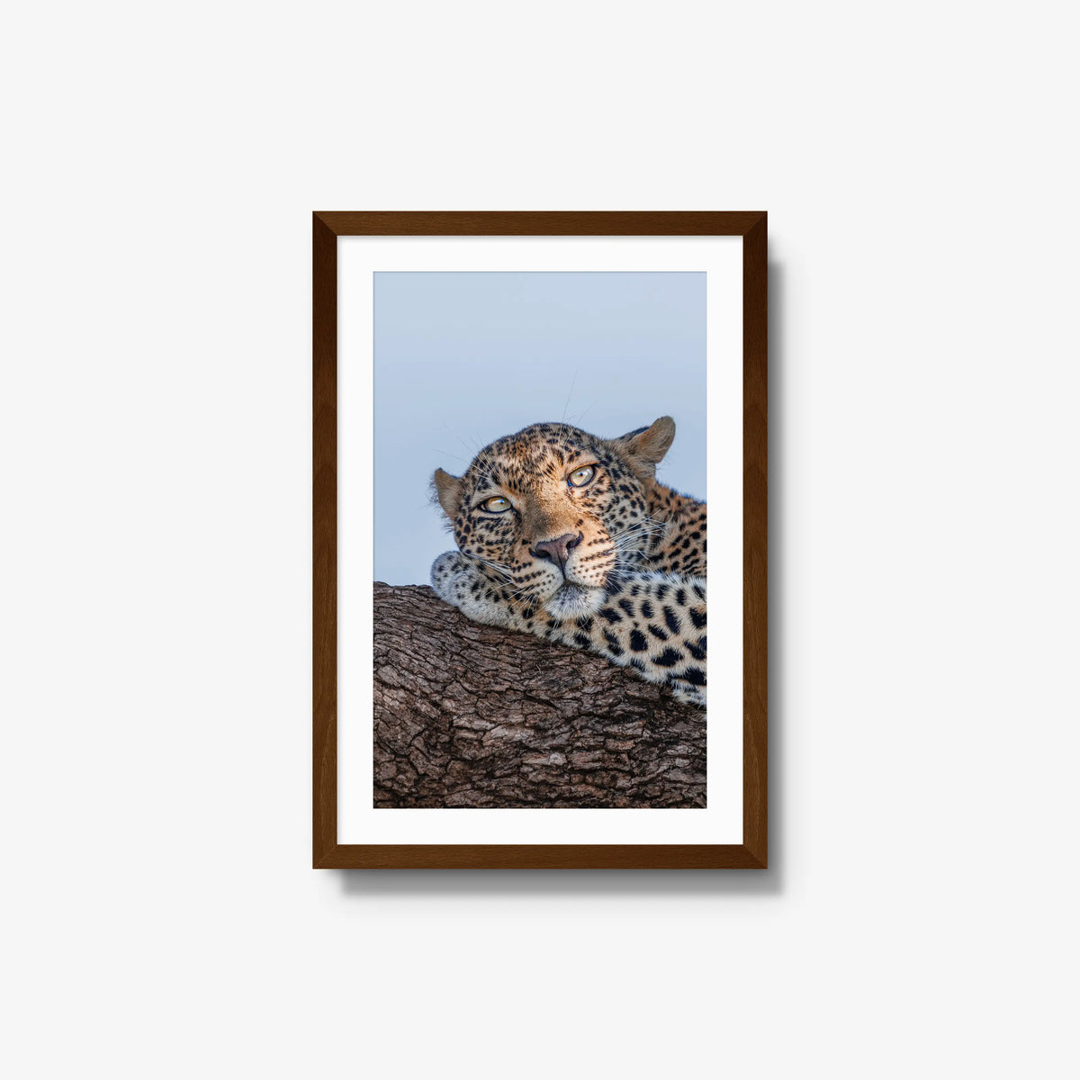 Dzindza — medium / brown / mat