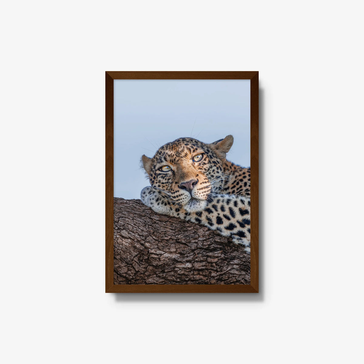 Dzindza — medium / brown / full