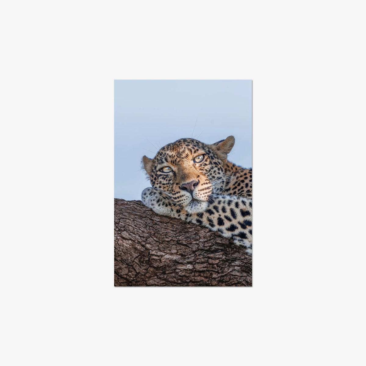 Dzindza — medium / print / n/a