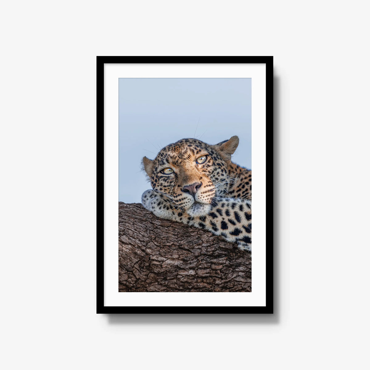Dzindza — large / black / mat