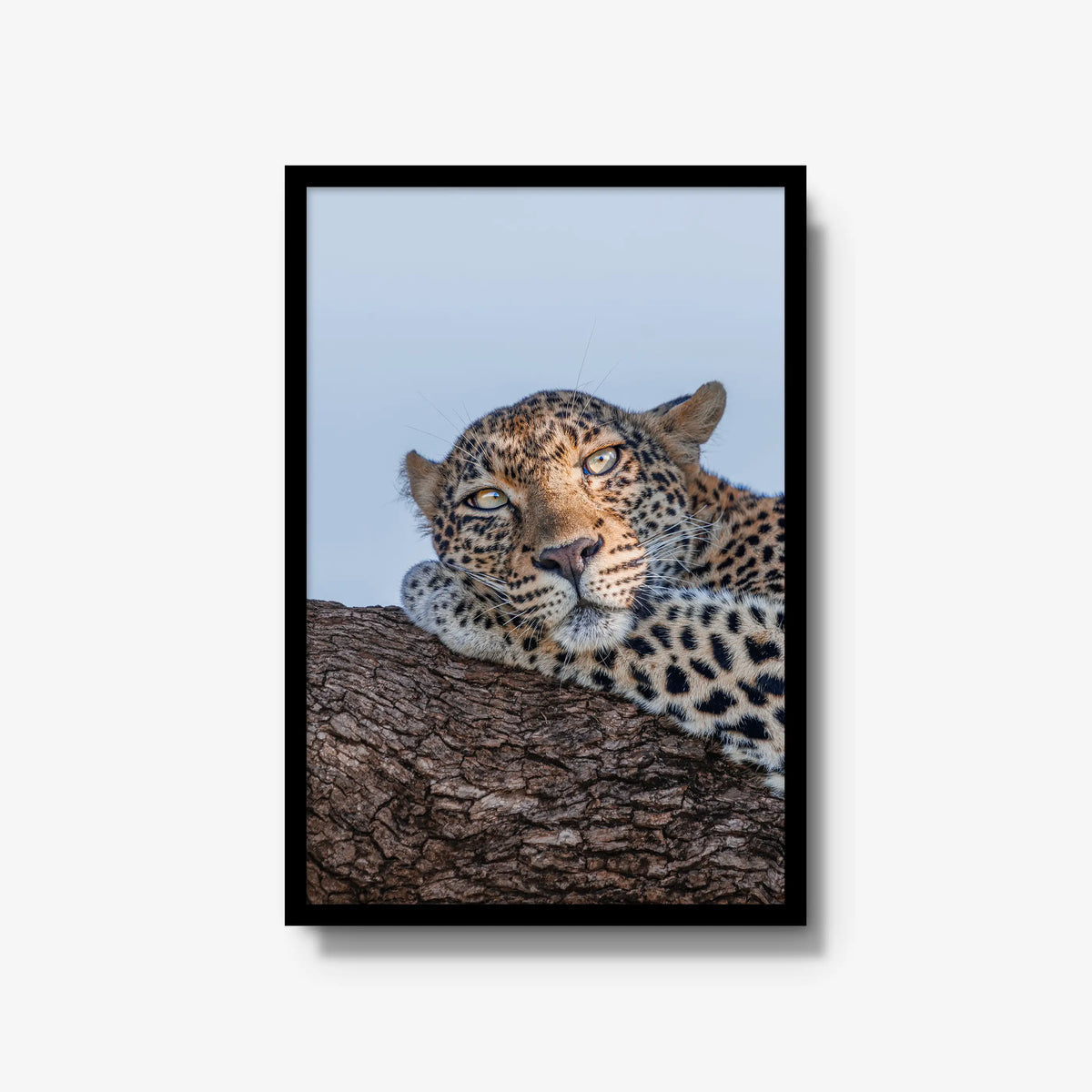Dzindza — large / black / full
