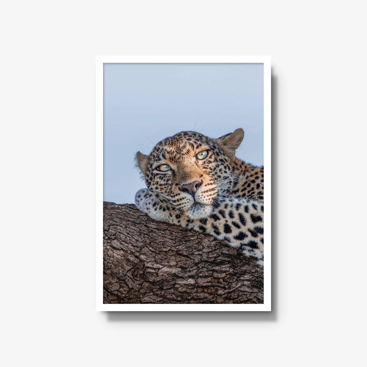 Dzindza — large / white / full