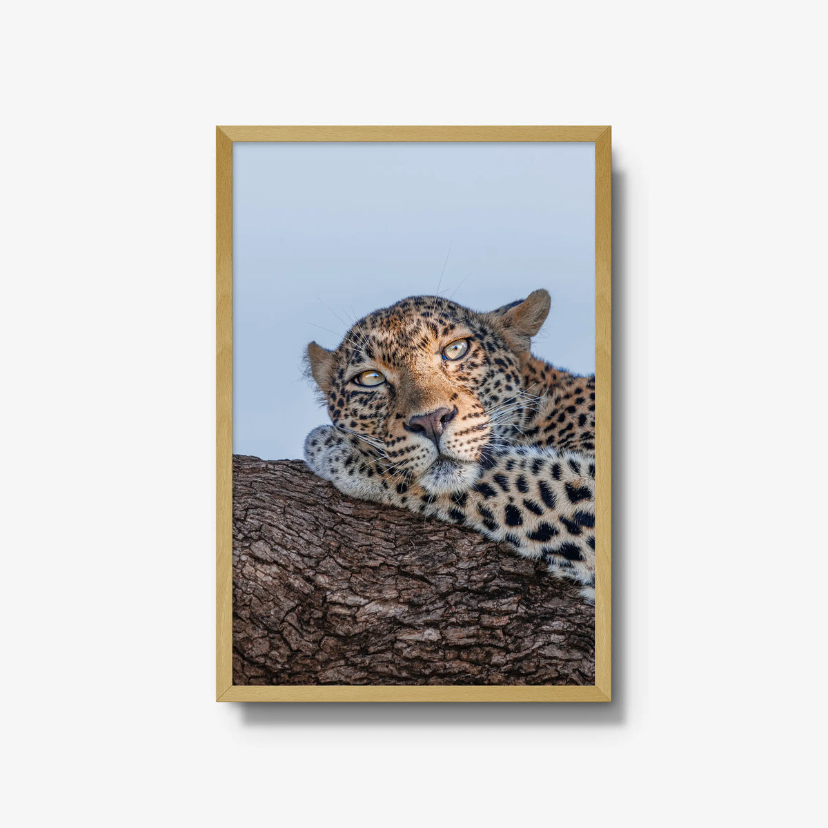 Dzindza — large / natural / full