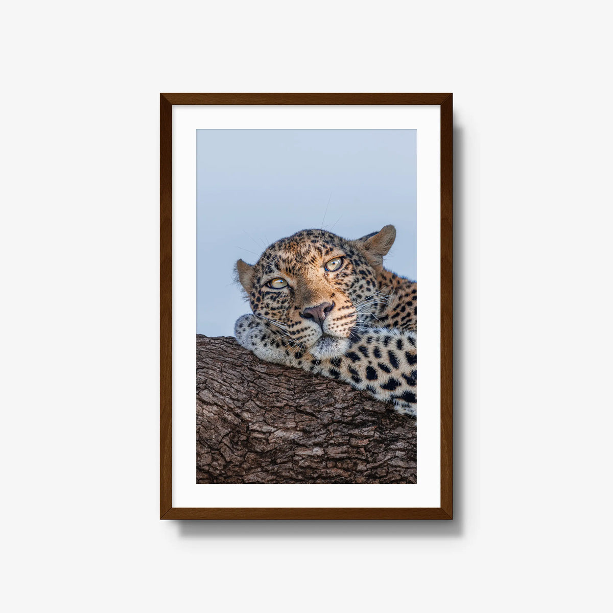 Dzindza — large / brown / mat