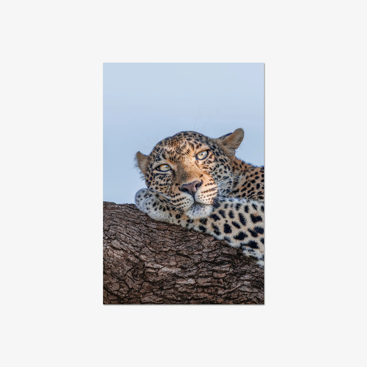 Dzindza — large / print / n/a