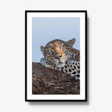 Dzindza — gallery / black / mat