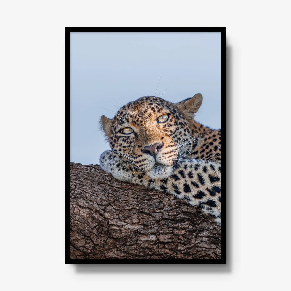 Dzindza — gallery / black / full