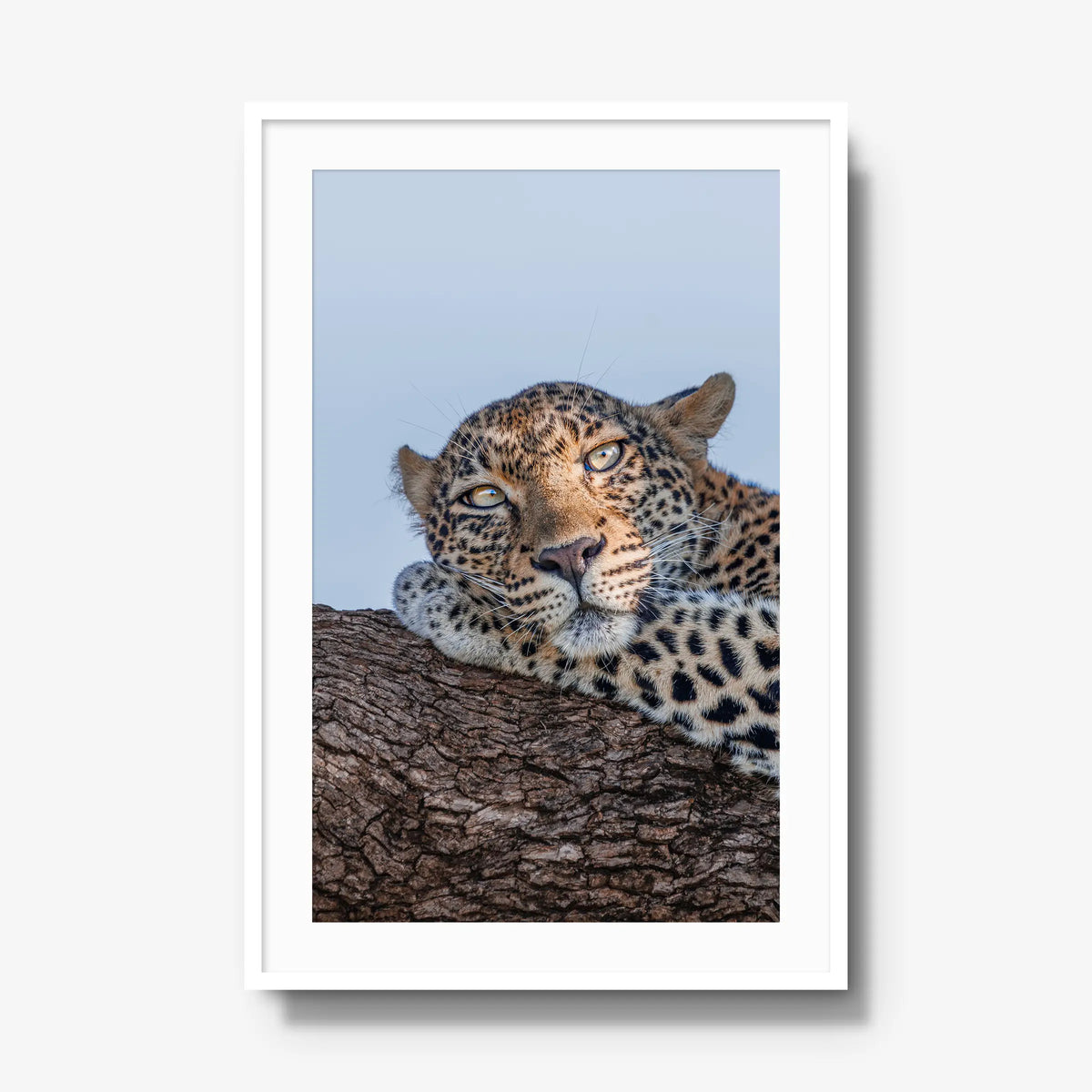 Dzindza — gallery / white / mat