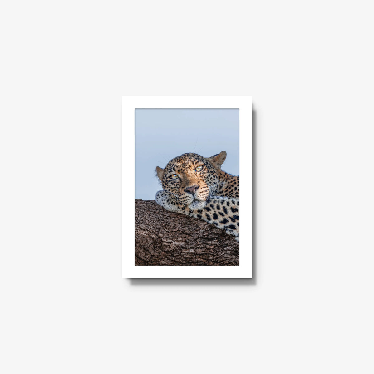 Dzindza — mini / white / full