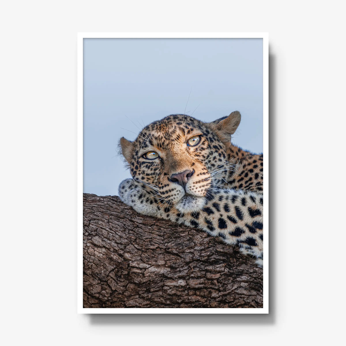 Dzindza — gallery / white / full