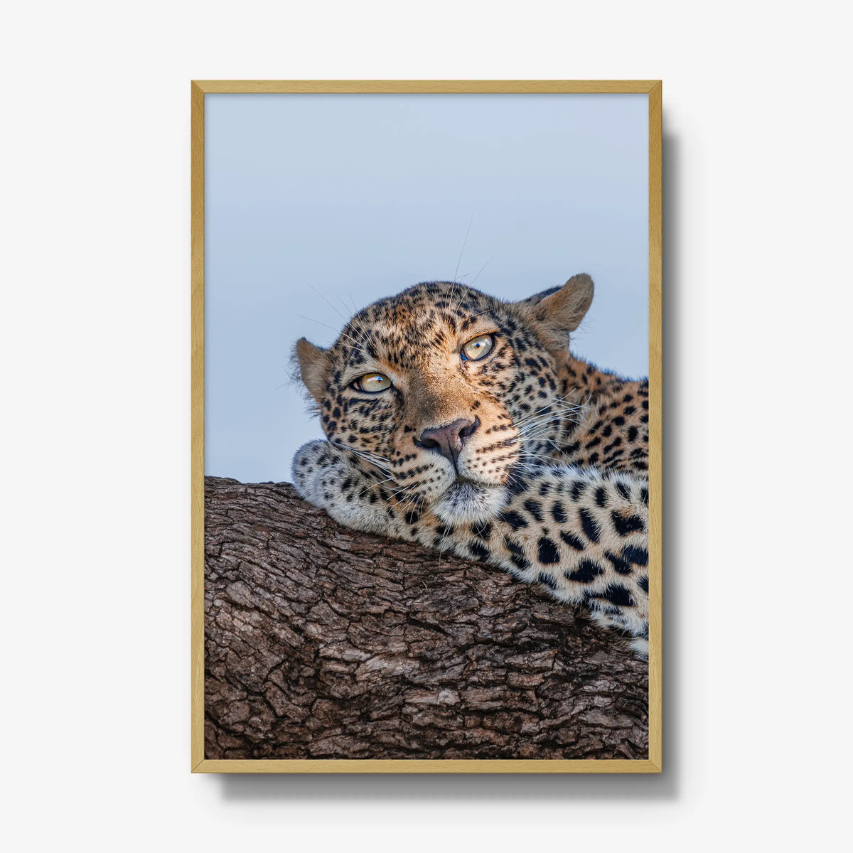 Dzindza — gallery / natural / full