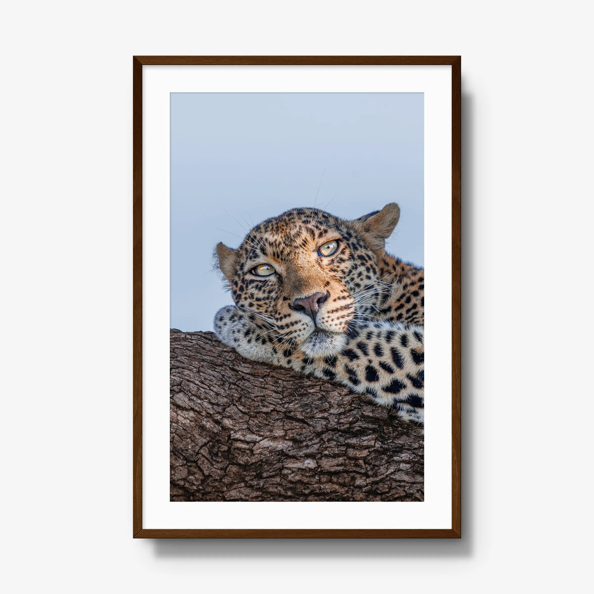 Dzindza — gallery / brown / mat