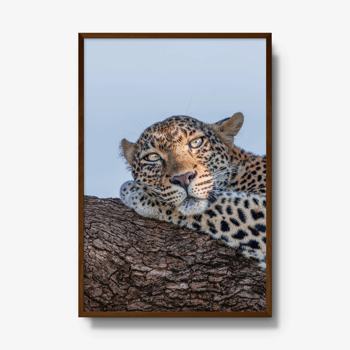 Dzindza — gallery / brown / full