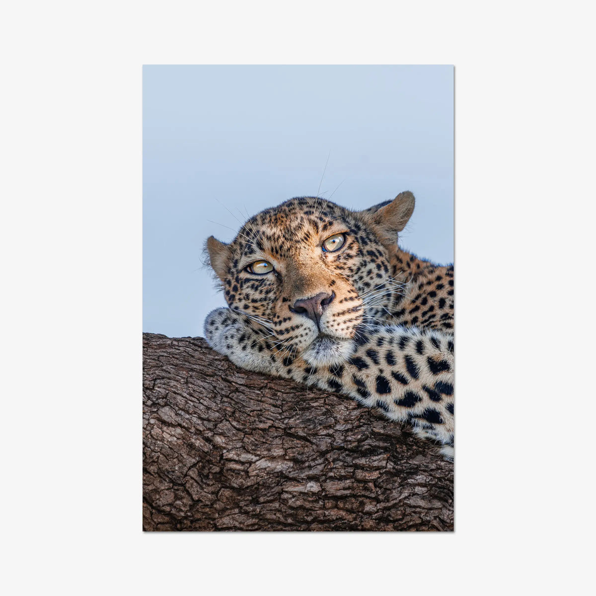 Dzindza — gallery / print / n/a