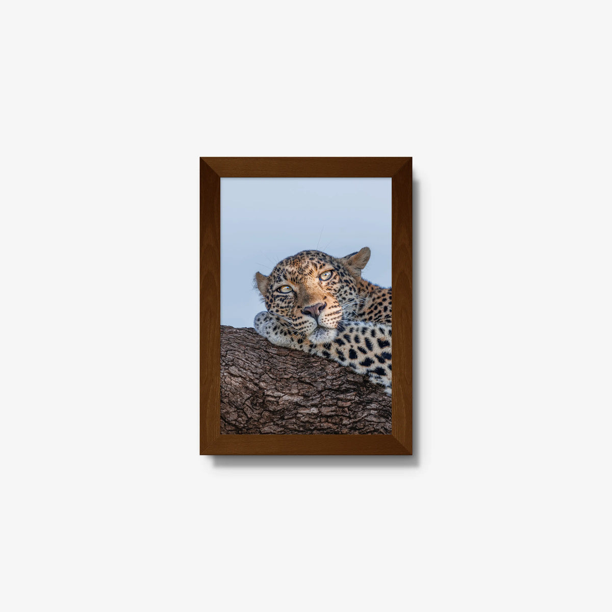Dzindza — mini / brown / full