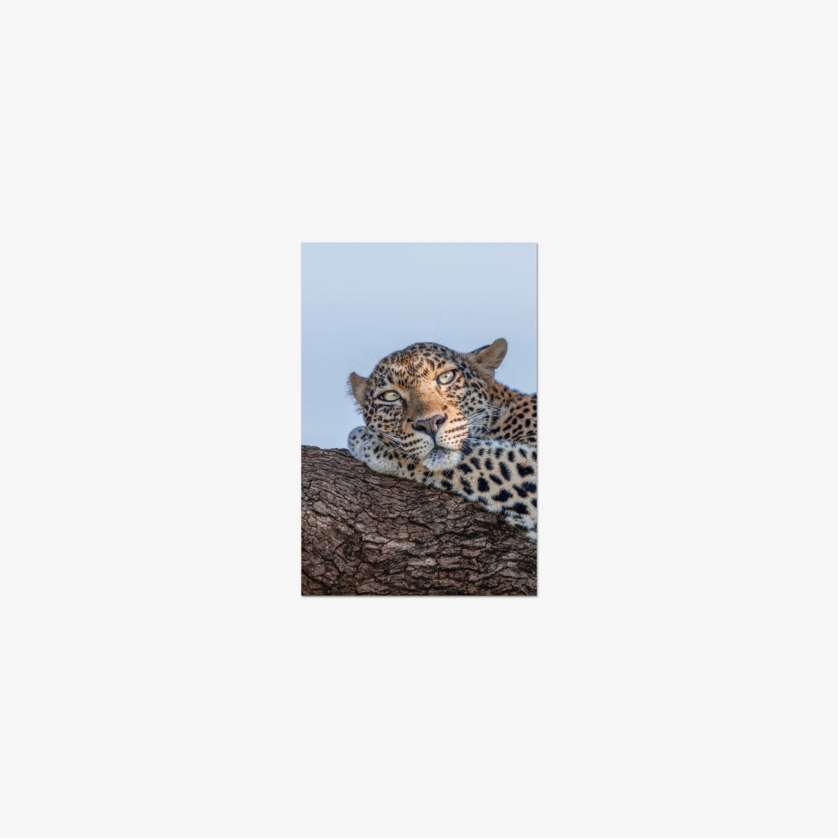 Dzindza — mini / print / n/a