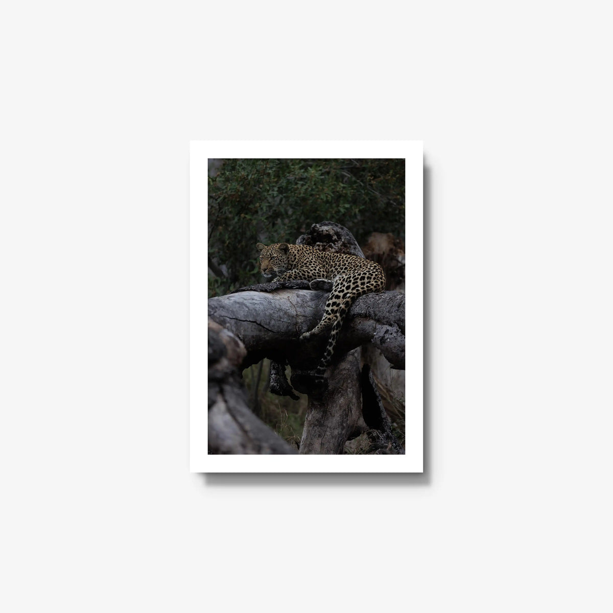 Elsewhere — small / white / full