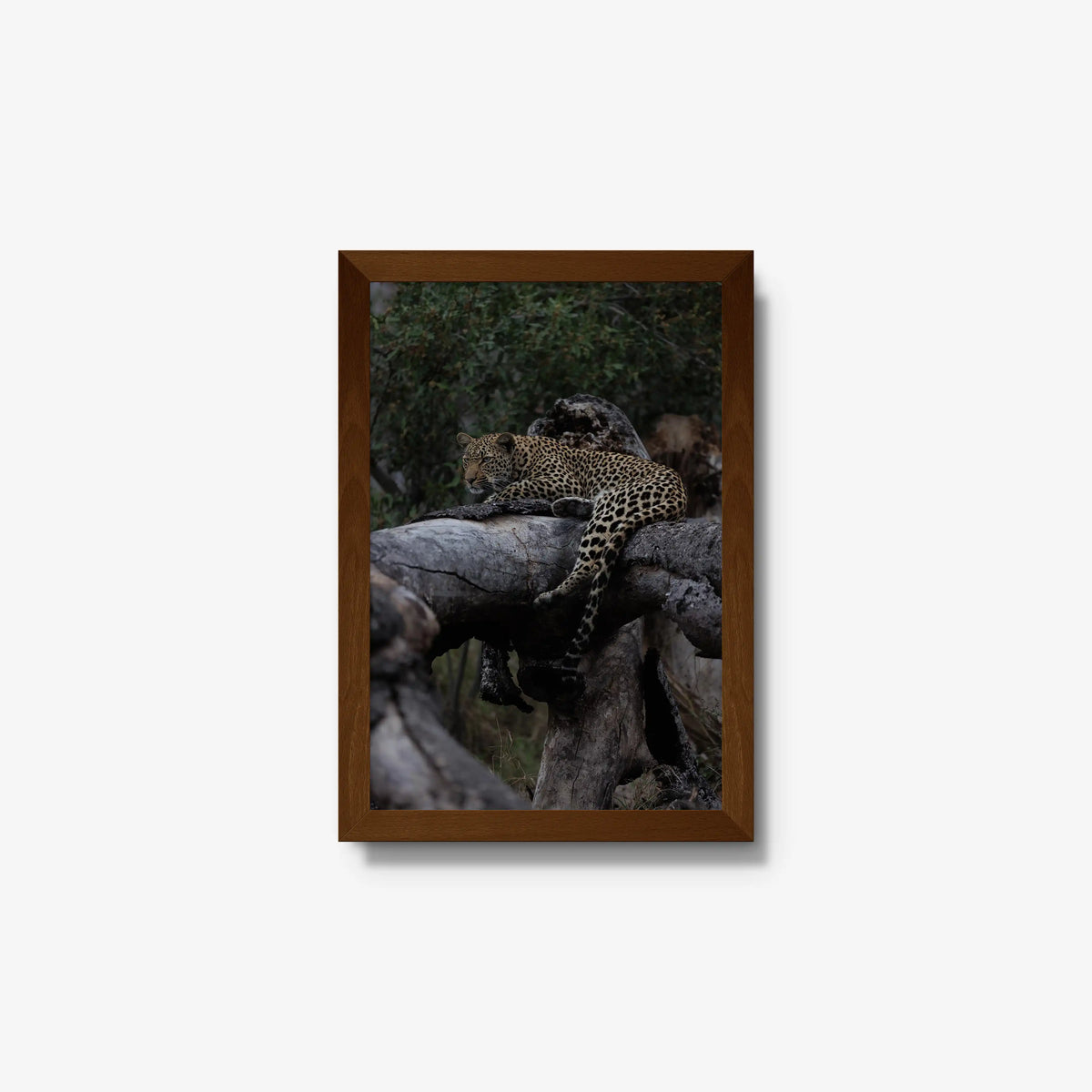 Elsewhere — small / brown / full