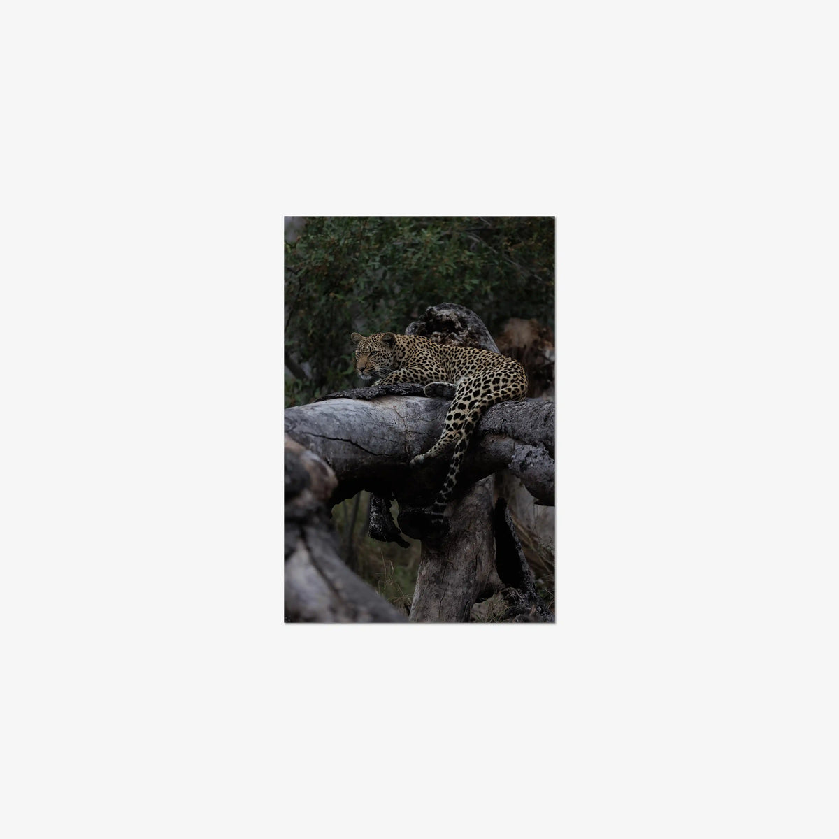 Elsewhere — small / print / n/a