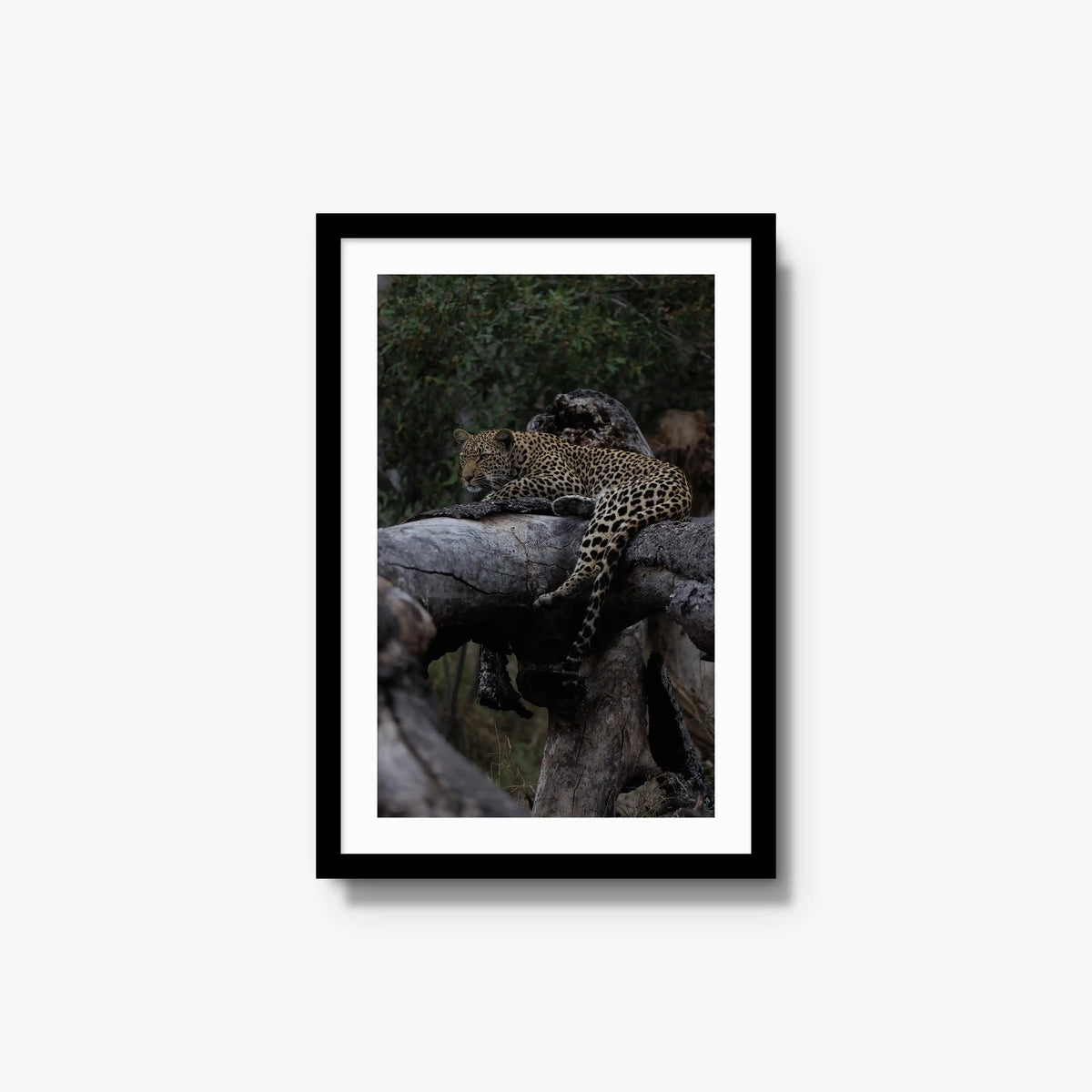 Elsewhere — medium / black / mat