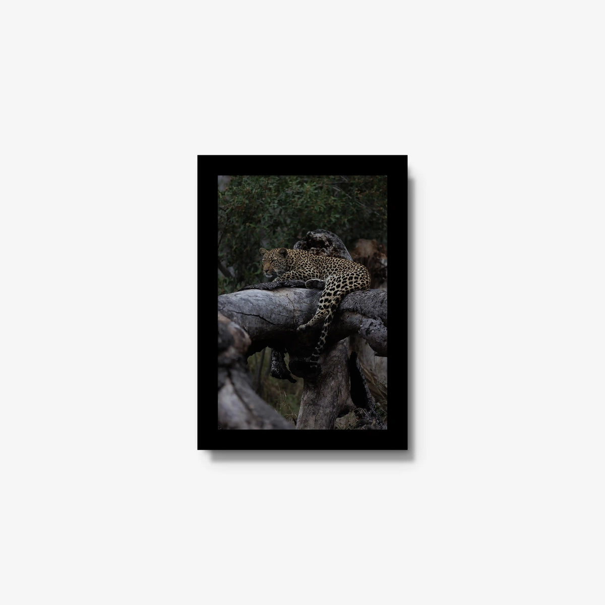 Elsewhere — mini / black / full