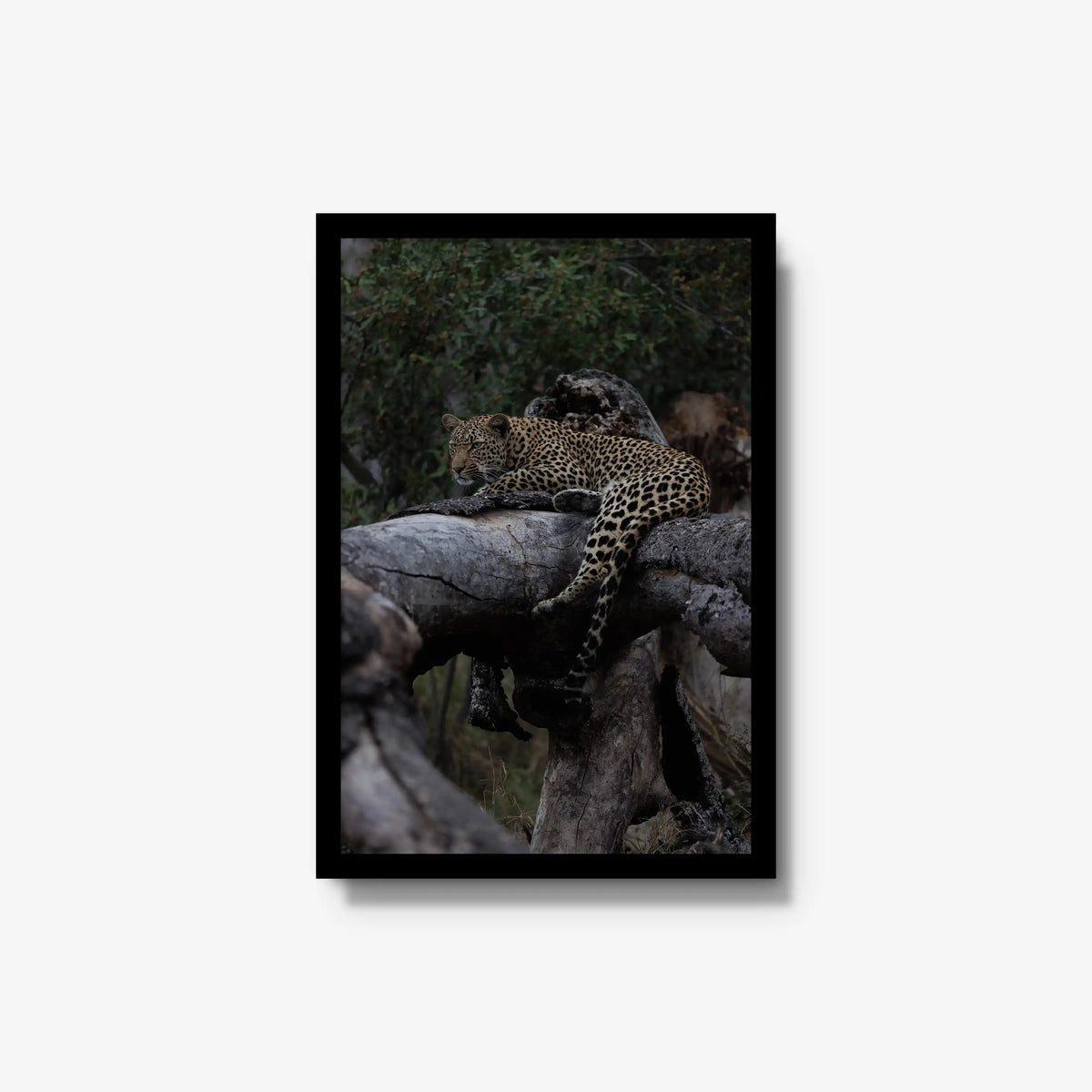 Elsewhere — medium / black / full